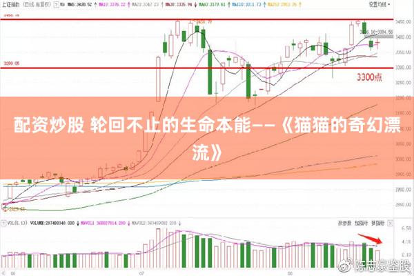 配资炒股 轮回不止的生命本能——《猫猫的奇幻漂流》